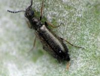 Dasytes sp.