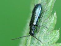 Dasytes cyaneus