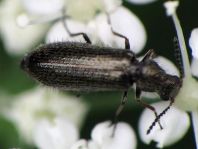 Dasytes sp.