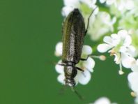 Dasytes sp.