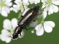 Dasytes sp.
