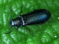 Dasytes cyaneus