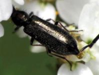 Dasytes sp.