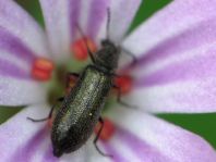 Dasytes sp.