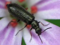 Dasytes sp.