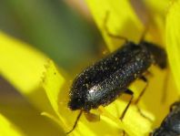 Dasytes sp.
