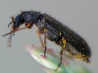 Dasytes sp.