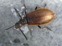 Lagria hirta