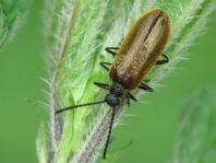 Lagria atripes