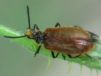 Lagria atripes