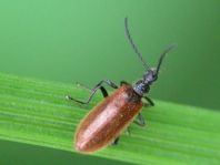 Lagria hirta