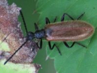 Lagria hirta