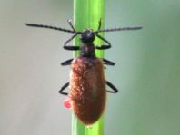 Lagria hirta
