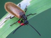 Lagria hirta