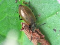 Lagria hirta