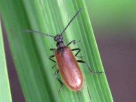 Lagria hirta