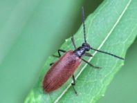 Lagria hirta