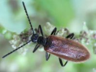 Lagria hirta