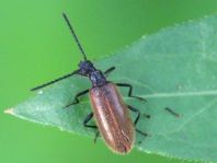 Lagria hirta