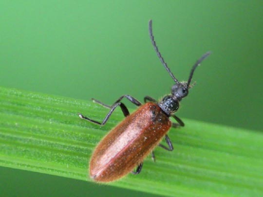 Lagria hirta