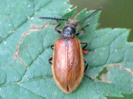 Lagria hirta