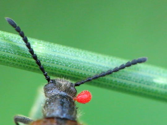 Lagria hirta
