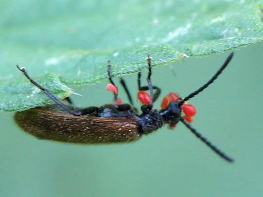 Lagria hirta