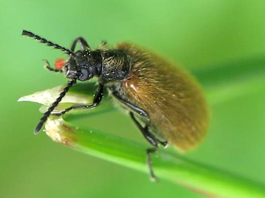 Lagria hirta