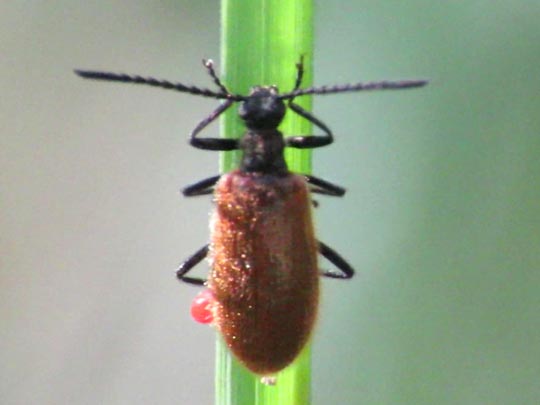 Lagria hirta