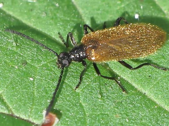 Lagria hirta