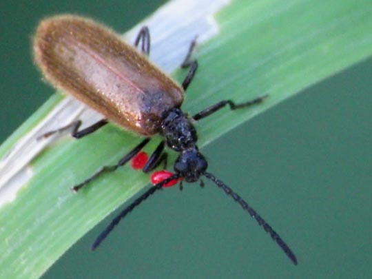 Lagria hirta