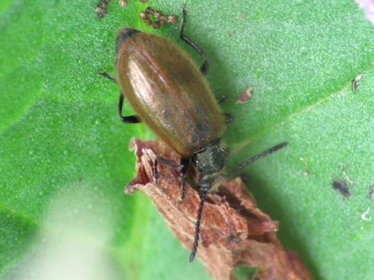 Lagria hirta