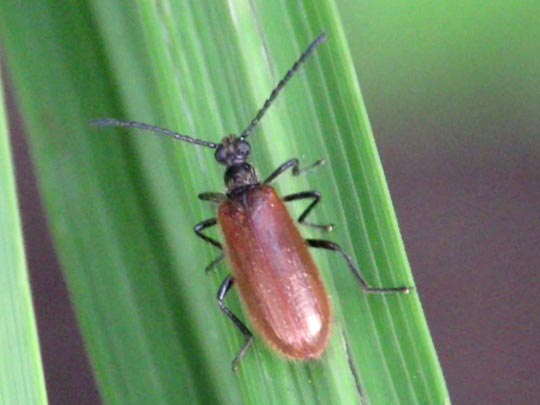 Lagria hirta