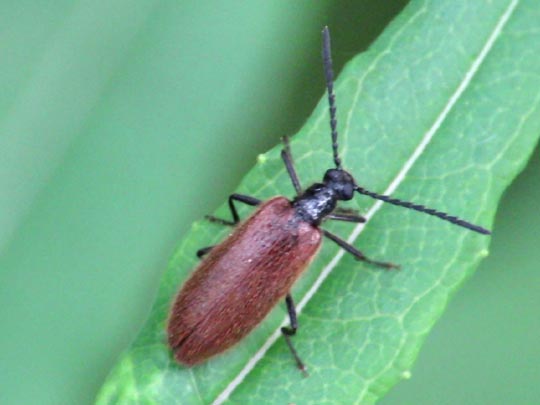 Lagria hirta