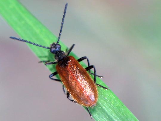 Lagria hirta