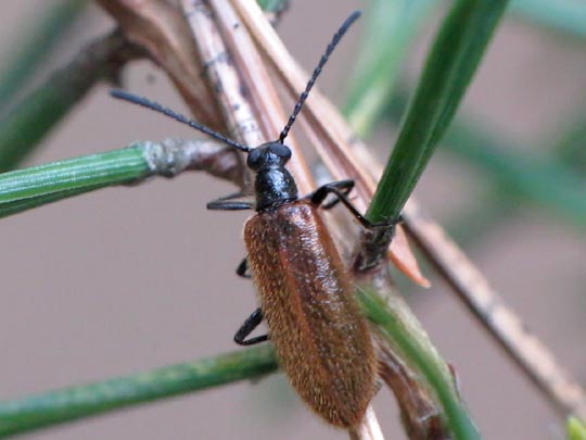 Lagria hirta