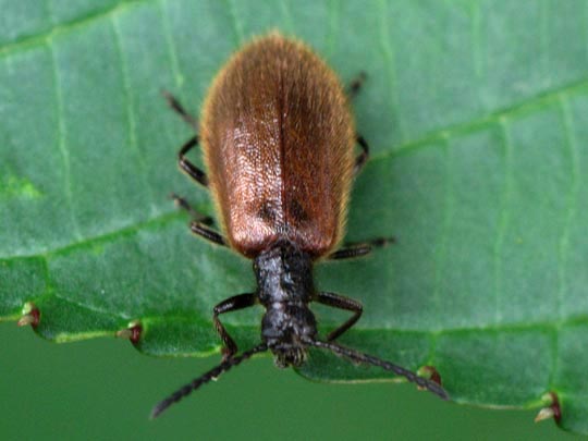 Lagria hirta
