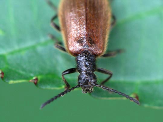 Lagria hirta