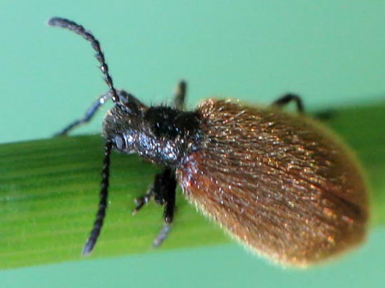 Lagria hirta