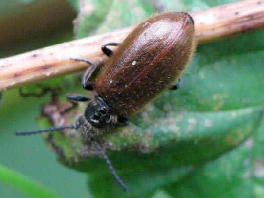 Lagria hirta