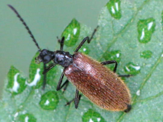 Lagria hirta
