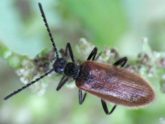 Lagria hirta