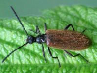 Lagria hirta