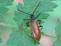 Lagria atripes