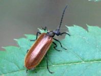 Lagria atripes