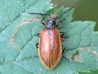 Lagria hirta