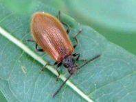 Lagria hirta