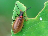 Lagria hirta