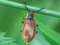 Lagria hirta