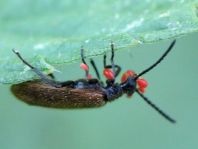 Lagria hirta